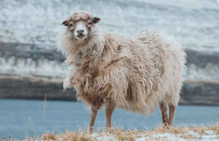 Une chèvre du cachemire dont les fibres naturels de ses poils son recherché pour faire de la laine.