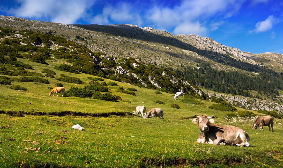 Les OGM et l'agriculture.